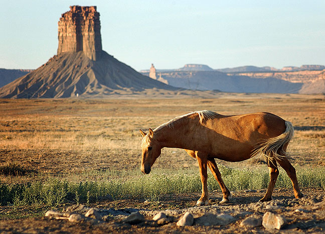 Horse, Chimney Rock, New Mexico, summer 2007.
