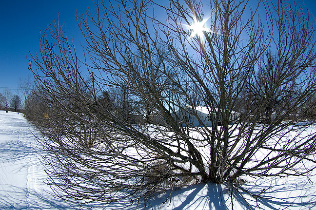 Our bare Rose-of-Sharon bushes lining our driveway, with the sun shining through. This image was made with my 10-17mm fisheye, which has six aperture blades.