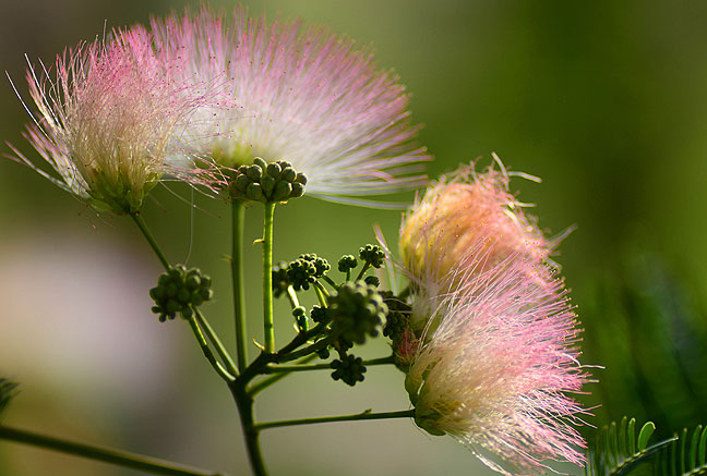 This mimosa behind the garden started blooming just this week. This image was made at f/2.8 at just about the closest focus distance on my AF-Nikkor 180mm.