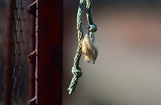 This is a piece of rope I use to tie tomato plants in the summer, dangling from our fence. You can see that the selective focus potential of this lens is quite impressive.