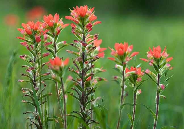 Indian Paintbrush, 85mm f/1.8 at f/2.5, cloudy light.