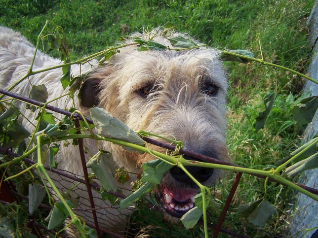 Hawken the Irish Wolfhound was so curious about my woods walk that he got tangled up in a vine alone the south fence.