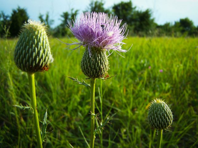 I made this image of a thistle plant in our pasture last night with the 2005-era Kodak Easyshare Z740. Possibly regarded as inadequate by today's standards of technology, the image is, nevertheless, lovely.
