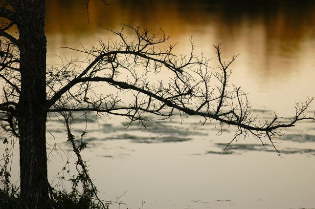 This image of a tree silhouetted against a pond at sunset was made with the Nikon D100.