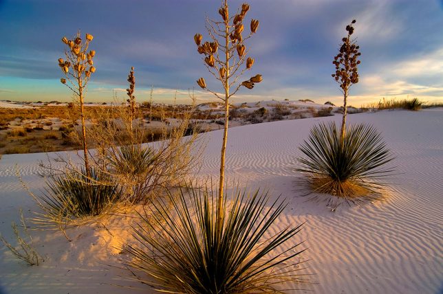 Despite the technological limitations of earlier digital cameras like the Nikon D100, it's hard to argue with an image as beautiful as this one at White Sands National Monument.
