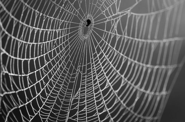 Spider Web on Redbud, Byng, Oklahoma, May 2019 | AF Nikkor 180mm f/2.8
