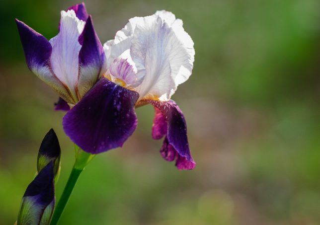 This two-tone purple is one of my favorite irises. 85mm f/1.4 at f/2.0.