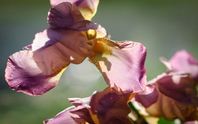 This is another variety of two-tone purple iris, which was situated in more direct sun. 85mm f/1.4 at f/2.0.