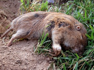 Dead pocket gopher, shot through the neck from about 25 feet