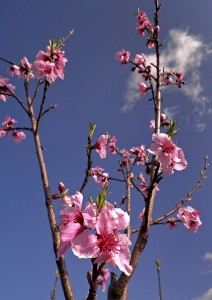 Peach blossoms from my orchard last month, the brightest, most optimistic image I had on hand to counteract this dark dream