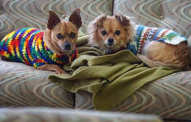 Max in his "rainbow" sweater and Sierra in her "ski" sweater Friday afternoon. I was lucky to have a camera in reach, since if I had gone to get one, they probably would have followed.