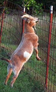 Buxton the Goat stands on his hind legs to reach leaves at the top of the fence at the back of the yard.