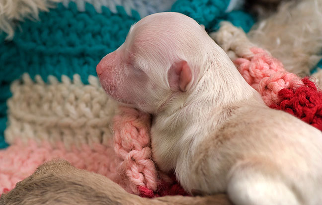 This is one of Abbygirl's new puppies, nestled on an afghan in Dorothy's living room today.