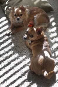 Sierra and Max the Chihuahuas bask in the morning sunshine in the living room today.