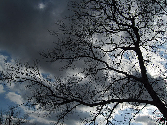This eery tree stands fast against the gathering clouds. Soon it will be green.