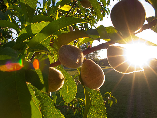 Assuming we don't get a late freeze, it looks like we'll have peaches this year.