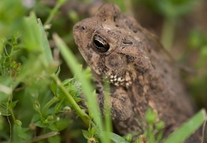 This toad was evicted from the grass I tilled up in the garden this afternoon.