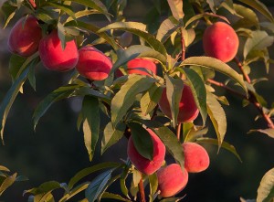 These small peaches on tree number two in my orchard are all ripening at once, about six weeks early.