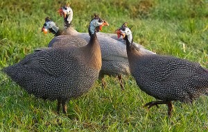 These Guinea fowl were once welcome guests on our property, since they eat ticks and other insects. Sadly, their gaggle grew smaller and smaller, then vanished, probably from predation.