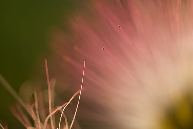 A mimosa flower's tiniest parts are visible in this macro image made just before sunset last night.