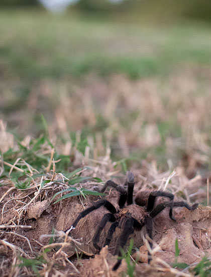 This desert tarantula was a guest in the north pasture tonight. Although it seemed to be aware of my presence, it did not assume any kind of threatening posture. I let it go about its business. 