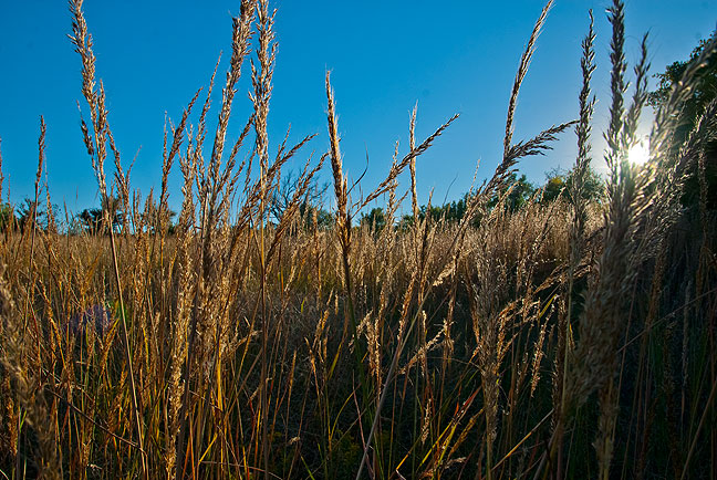 Wheat grass in our pasture is illuminated by the setting sun; I stopped mowing and ran to the house for a camera to make this image tonight.