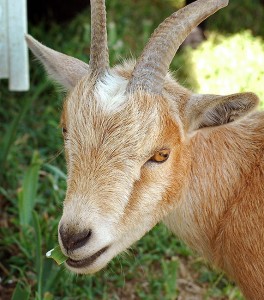 Buxton the Goat