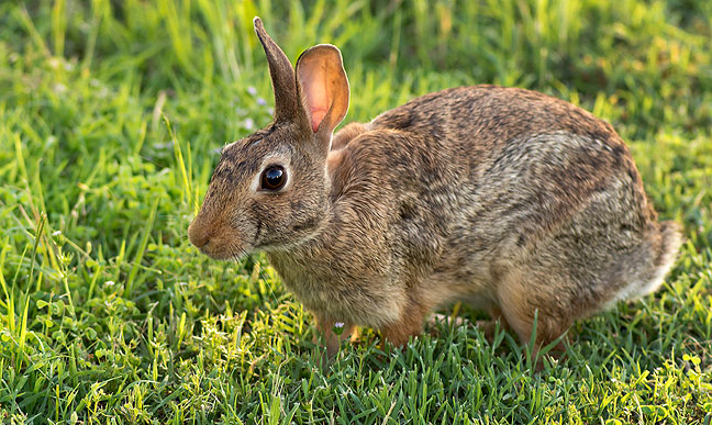 Since I only see one at a time, I can only verify that we have one of these rabbits living on our patch.