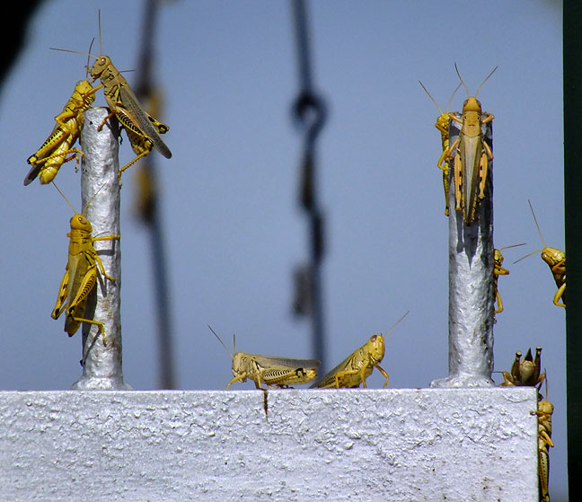 Grasshoppers cling to a gate on Ethel's fence this morning. Walking across what little grass remained in her yard scared up hundreds more.