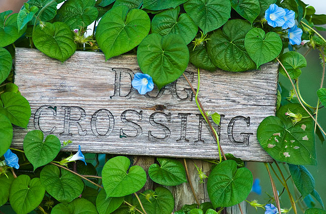 Abby's "dog crossing" sign, which I photographed on July 10 with a single strand of morning glory vine on it, is now covered with vines and blossoms.