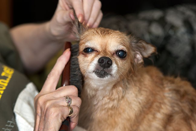 Abby combs the long ear hair on Sierra the Chihuahua after Sierra's bath last night.