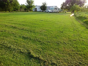 I love the way the yard looks right after I mow it, in evening light. It looks like a green and gold carpet.