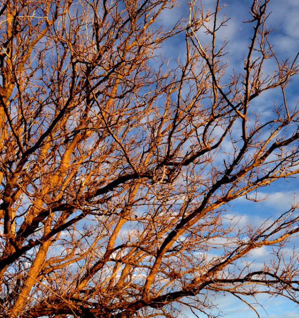 A tree captures deep amber light against a blue sky at sunset in Ryan, Oklahoma.