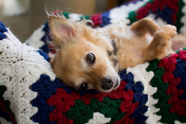 Sierra the Chihuahua eyes me from Abby's handmade afghan yesterday.