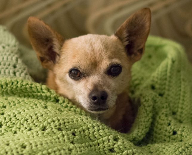 Max the Chihuahua didn't always have grey hair. He is now 13, but remains my all-time favorite pet.