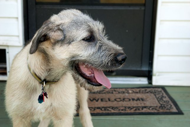 Irish Wolfhound owners know that they don't grow into their paws like other dogs, but grow into their noses. Hawken is a beautiful puppy and is going to be a magnificent dog.