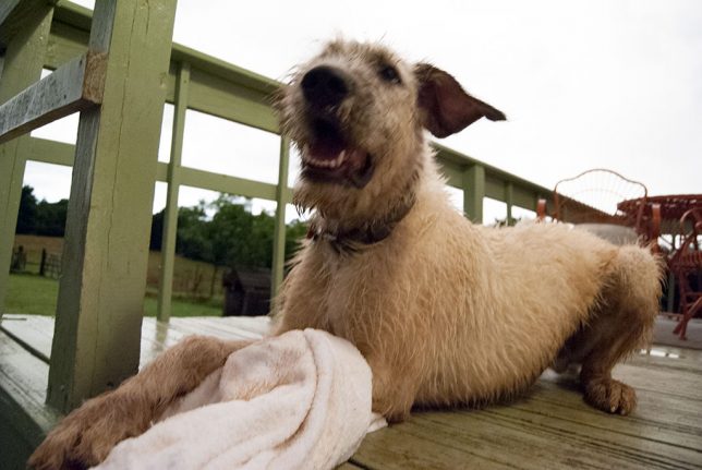 After the rain, I took a towel out to dry off Hawken the Irish Wolfhound, and he instantly decided it was a toy.