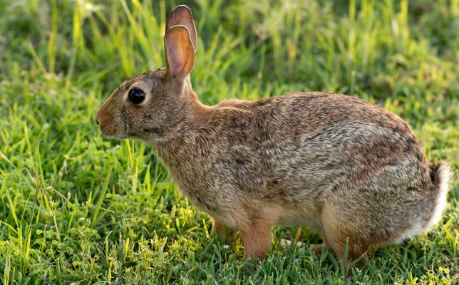 Eastern cottontail says, "If you thought Richard wasn't going to have a rabbit picture handy, you need to re-read the chapter."