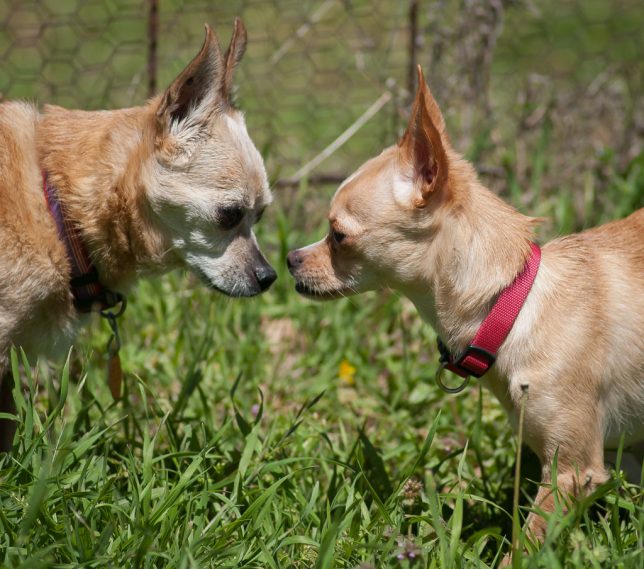Nose to nose: Max, our 14-year-old Chihuahua, and Summer, the new 18-month old, get acquainted. We adopted Max from the same shelter in 2006 when he was about Summer's age.