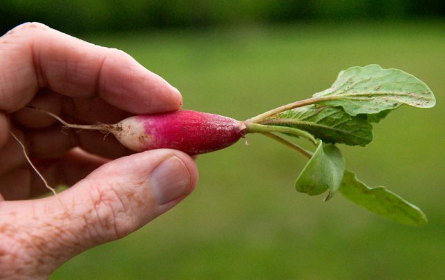 The time has come to start thinning Abby's turnips, radishes, and lettuces. I pulled this one up tonight. It's a variety called French Breakfast, which make me wonder if that name has merit, and these long, thin radishes are part of a French breakfast.The time has come to start thinning Abby's turnips, radishes, and lettuces. I pulled this one up tonight. It's a variety called French Breakfast, which make me wonder if that name has merit, and these long, thin radishes are part of a French breakfast.