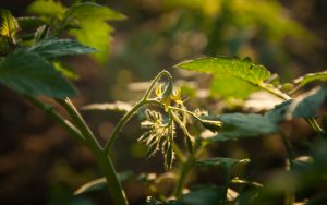 There was good news from the patch last night: blossoms on some of my tomato plants.