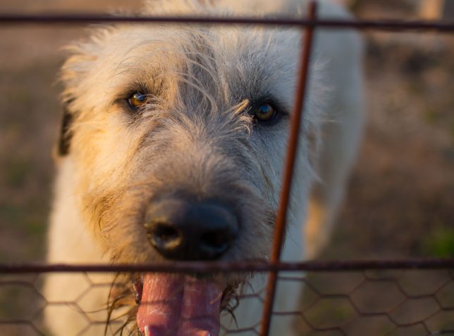 Hawken the Irish Wolfhound gives me a knowing glance through the back yard fence recently. He's one of the smartest, gentlest dogs I have ever known.