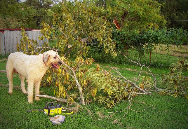 Hawken the Irish Wolfhound supervises my removal of the broken mimosa last night.