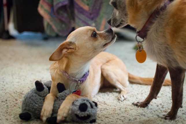 Summer and Max the Chihuahuas boop noses on the living room floor recently.