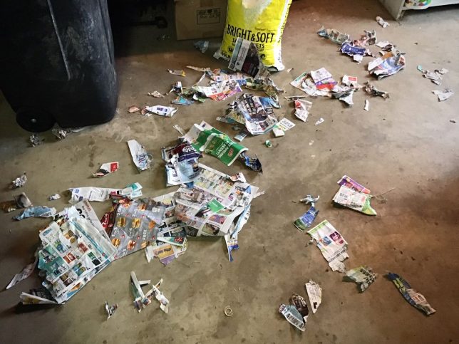 While I worked on putting boxes in the rafters in the garage, Hawken the Irish Wolfhound vigorously shredded these newspaper inserts he dug out of the trash. In some ways, this act made more sense than any I have witnessed in years. Good boy, Hawken.