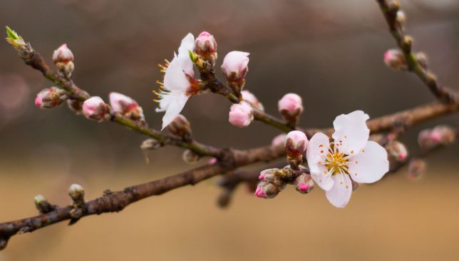 The largest of my four peach trees produced blossoms this week, but we expect a hard freeze tomorrow night, so it won't be making peaches.