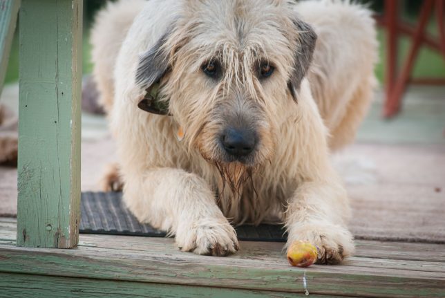 Hawken, our 160-pound Irish Wolfhound, slobbers over a peach I gave him a few nights ago. The next time I looked up, he had eaten it.