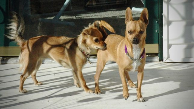 Sierra, left, greets Max on the day we brought him home from the animal shelter in January 2006.
