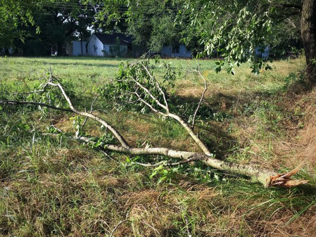 We were fortunate at our home in Byng that we only had a few branches blown down, and none of the garden or the peach trees were affected. Some areas had more dramatic damage, and power was out throughout the region for more than 15,000 customers at one point.