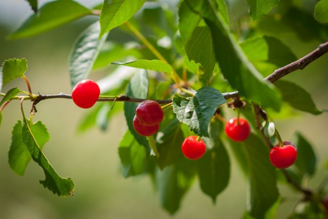 I have a zillion cherries this year as well. They are sour, but fun to eat, and Hawken the Irish Wolfhound loves them.